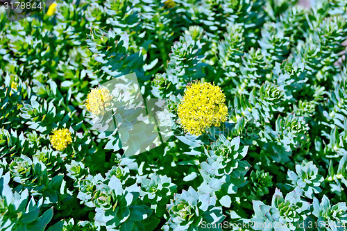 Image of Rhodiola rosea blooming with green leaves