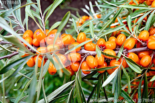 Image of Buckthorn orange with green leaves on branch