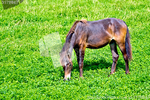 Image of Horse brown on grass