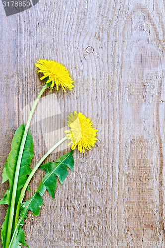 Image of Dandelions on the old board
