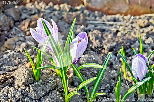 Image of Crocuses purple on ground