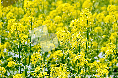 Image of Rapeseed field yellow