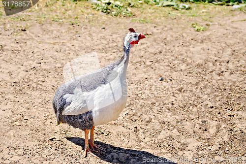 Image of Guinea fowl in the sand