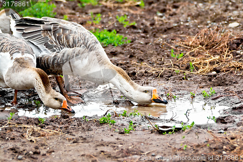 Image of Geese gray imbibe from puddles