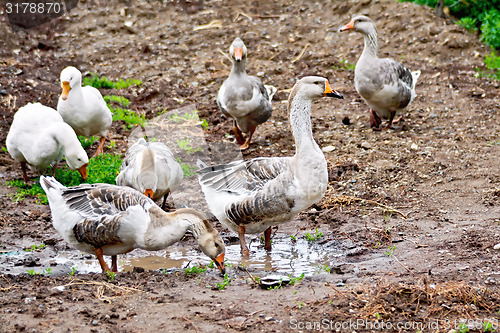 Image of Geese gray on ground with puddle
