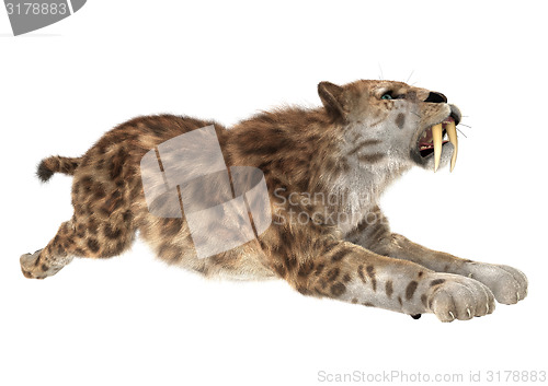 Image of Big Cat Smilodon