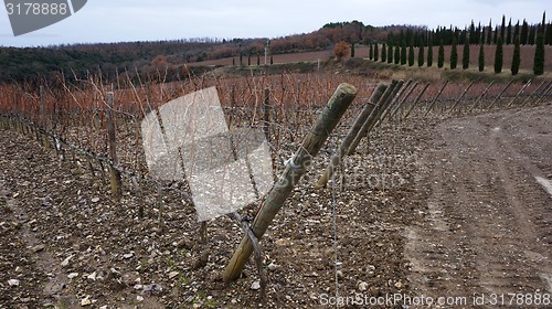 Image of \r	Wineyard in the winter 				