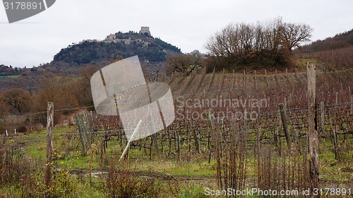 Image of Wineyard in the winter 