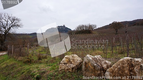 Image of Wineyard in the winter 