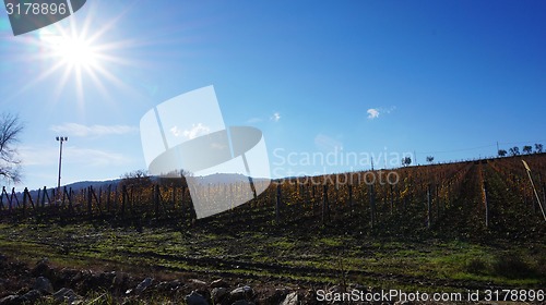 Image of \rWineyard in the winter 					