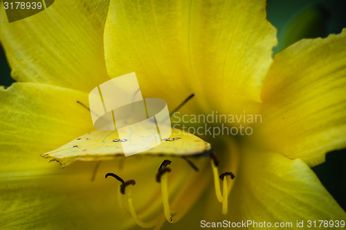 Image of Cloudless Sulphur Phoebis Sennae