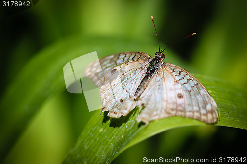 Image of White Peacock Anartia Jatrophae