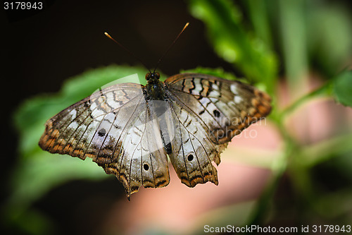 Image of White Peacock Anartia Jatrophae