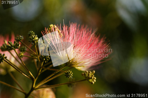 Image of Flowers of acacia