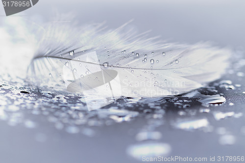 Image of White feather with water drops