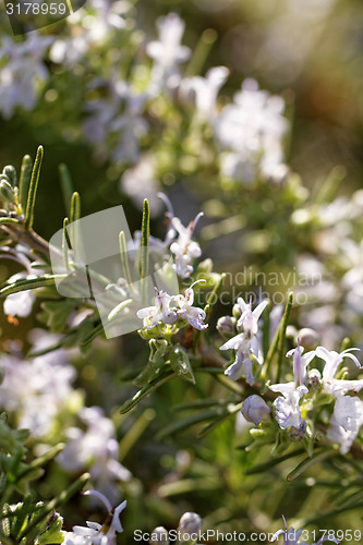 Image of Rosemary plant