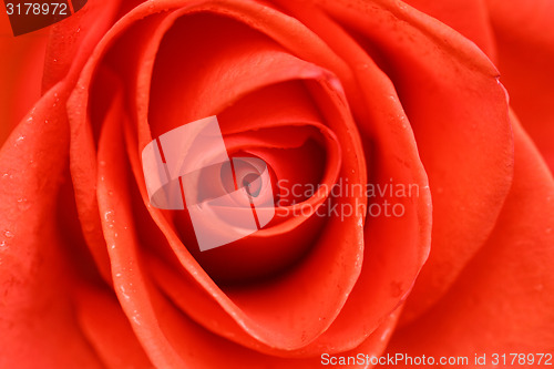 Image of Beautiful red rose closeup