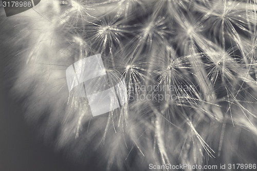 Image of Dandelion background
