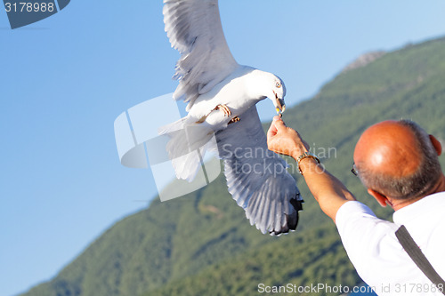 Image of Seagull