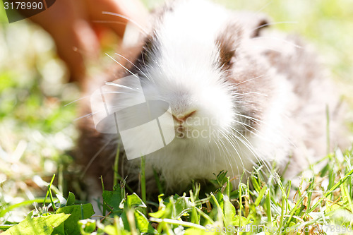 Image of Cute bunny