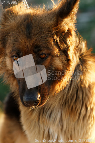 Image of German shepherd dog