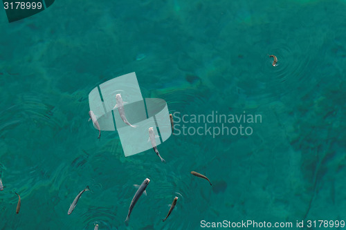Image of Small fish