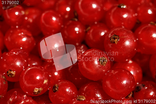 Image of Background red currants