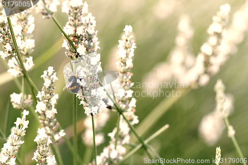 Image of White lavender flowers