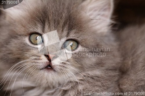 Image of Beautiful grey kitten