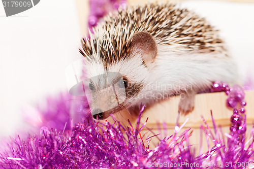 Image of A cute little hedgehog - ( African white- bellied hedgehog )