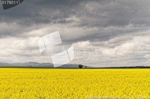 Image of Colza field
