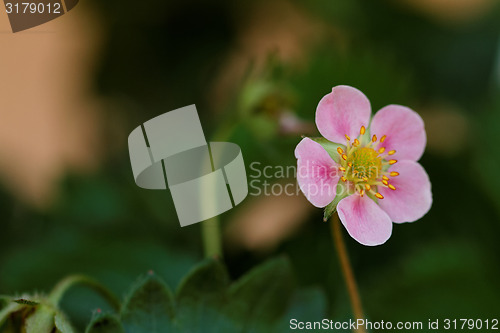 Image of Beautiful flower of strawberry in nature