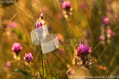 Image of Meadow at sunset