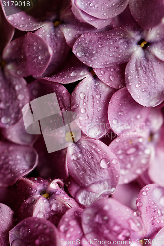 Image of Purple lilac