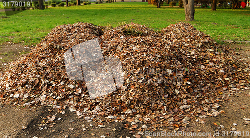 Image of Autumn leaves