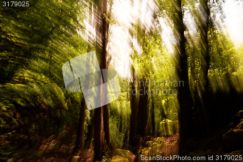 Image of Blurred trees background