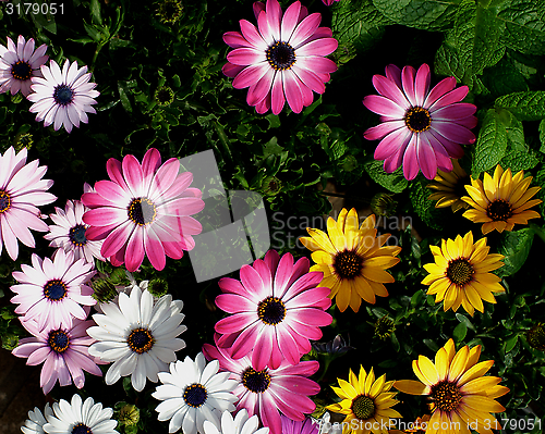 Image of Garden Daisy Flowers