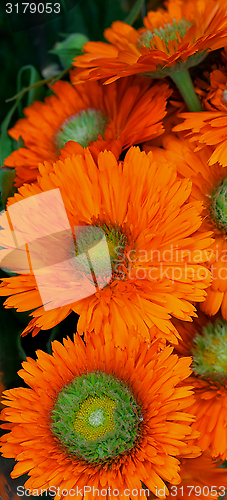 Image of Orange Daisy