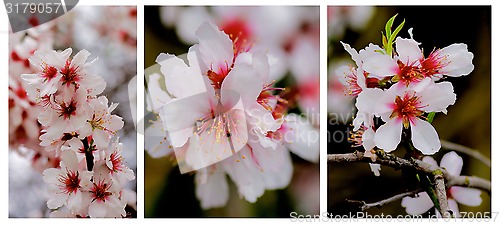 Image of Cherry Blossom Collection