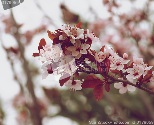 Image of Cherry Blossom