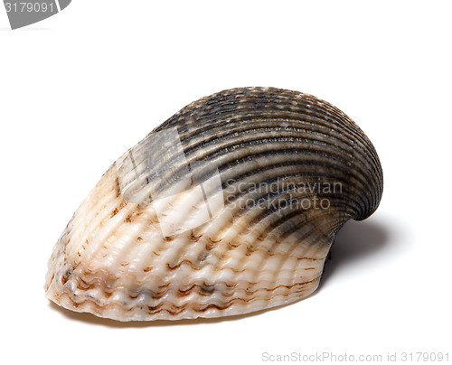 Image of Seashell