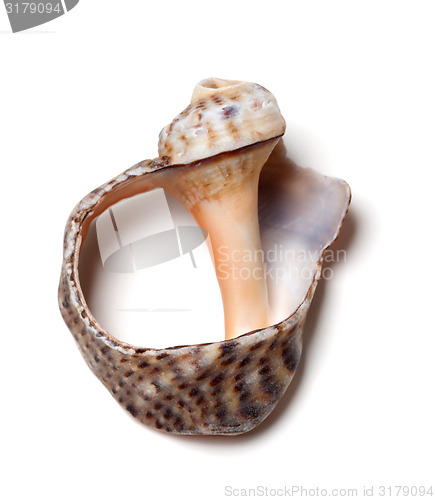 Image of Empty broken rapana shell on white background