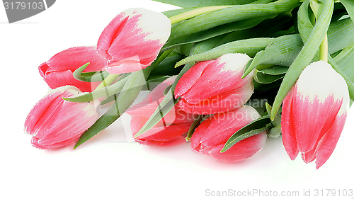 Image of Spring Tulips
