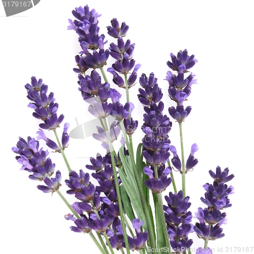 Image of Lavender