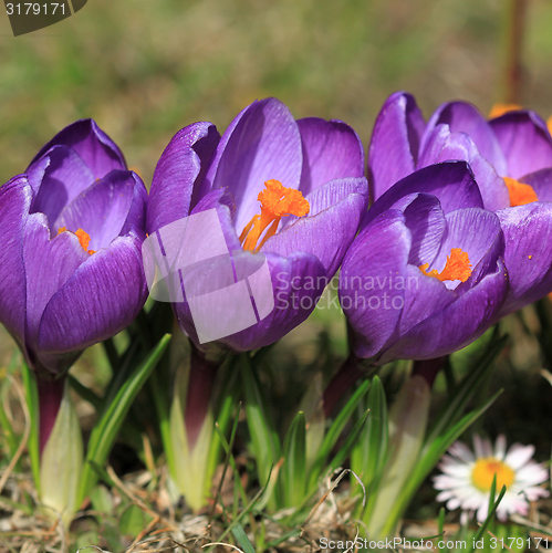 Image of Crocus