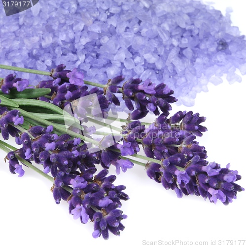 Image of Lavender