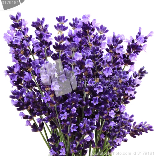 Image of Lavender