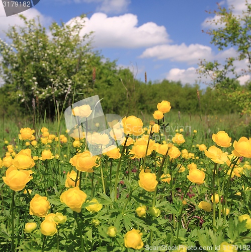 Image of Globeflower