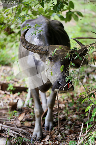 Image of Beautiful black cow 