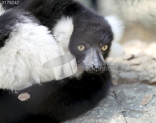 Image of beautiful lemur